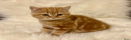 British Shorthair cats for sale: Ginger Red Pedigree girl - Advert 1
