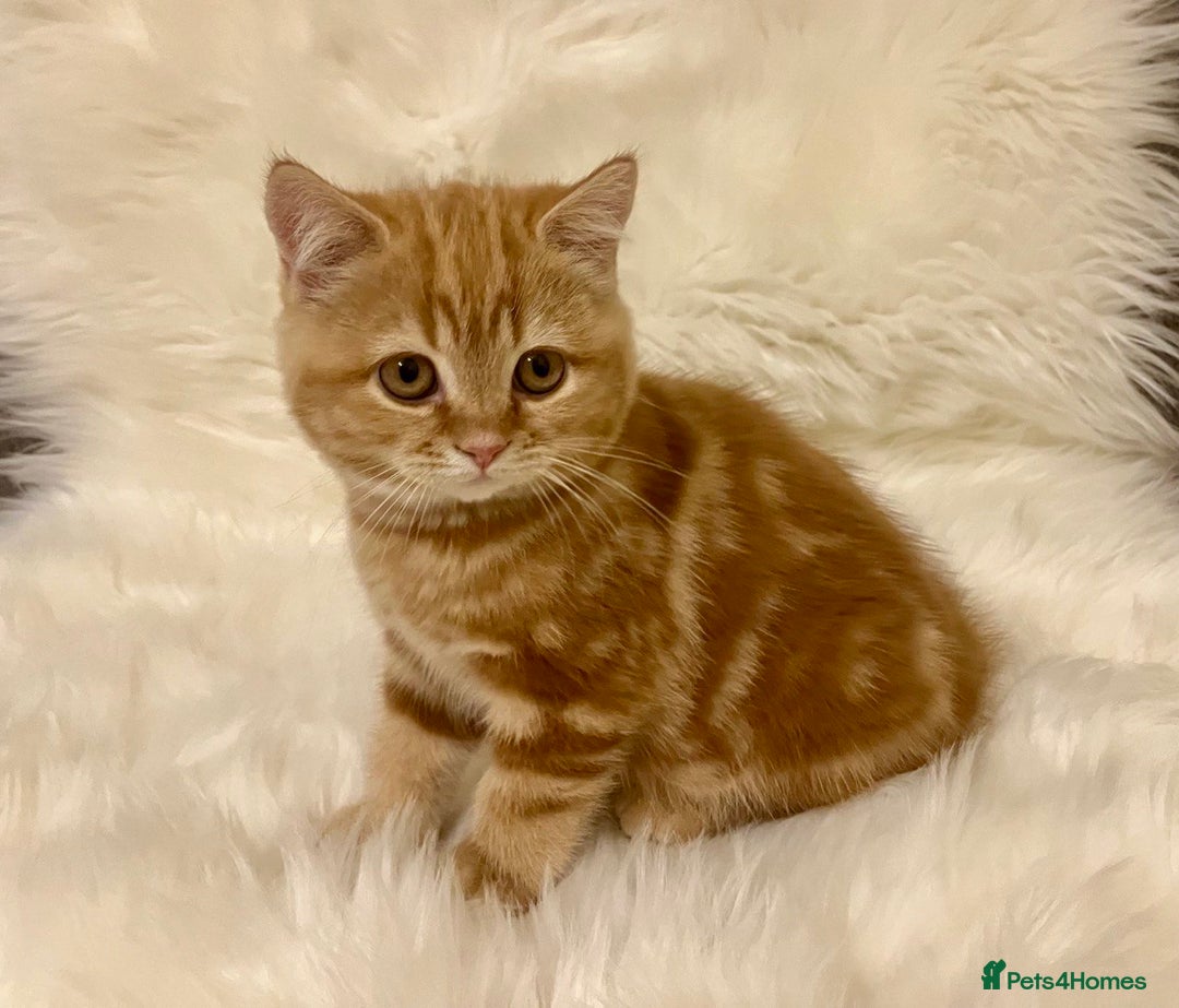 British Shorthair cats for sale: Ginger Red Pedigree girl - Advert 1