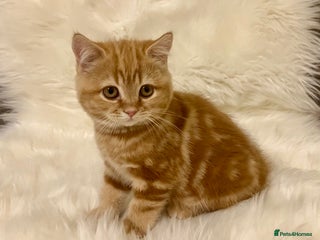 British Shorthair cats Ginger Red Pedigree girl - Advert 1