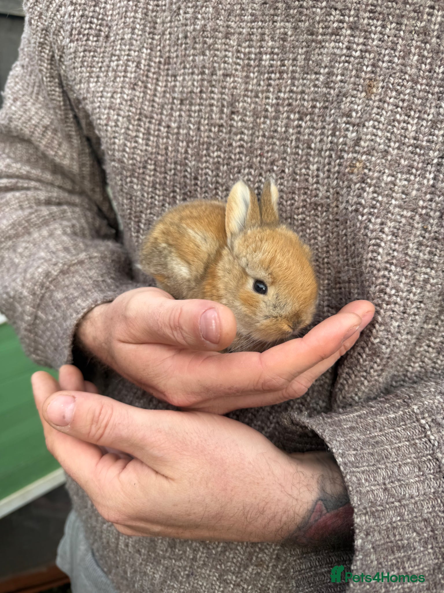 Continental Giant rabbits 6 x Continental X French lop Giants 🐰 Mixed Sexes - Advert 2