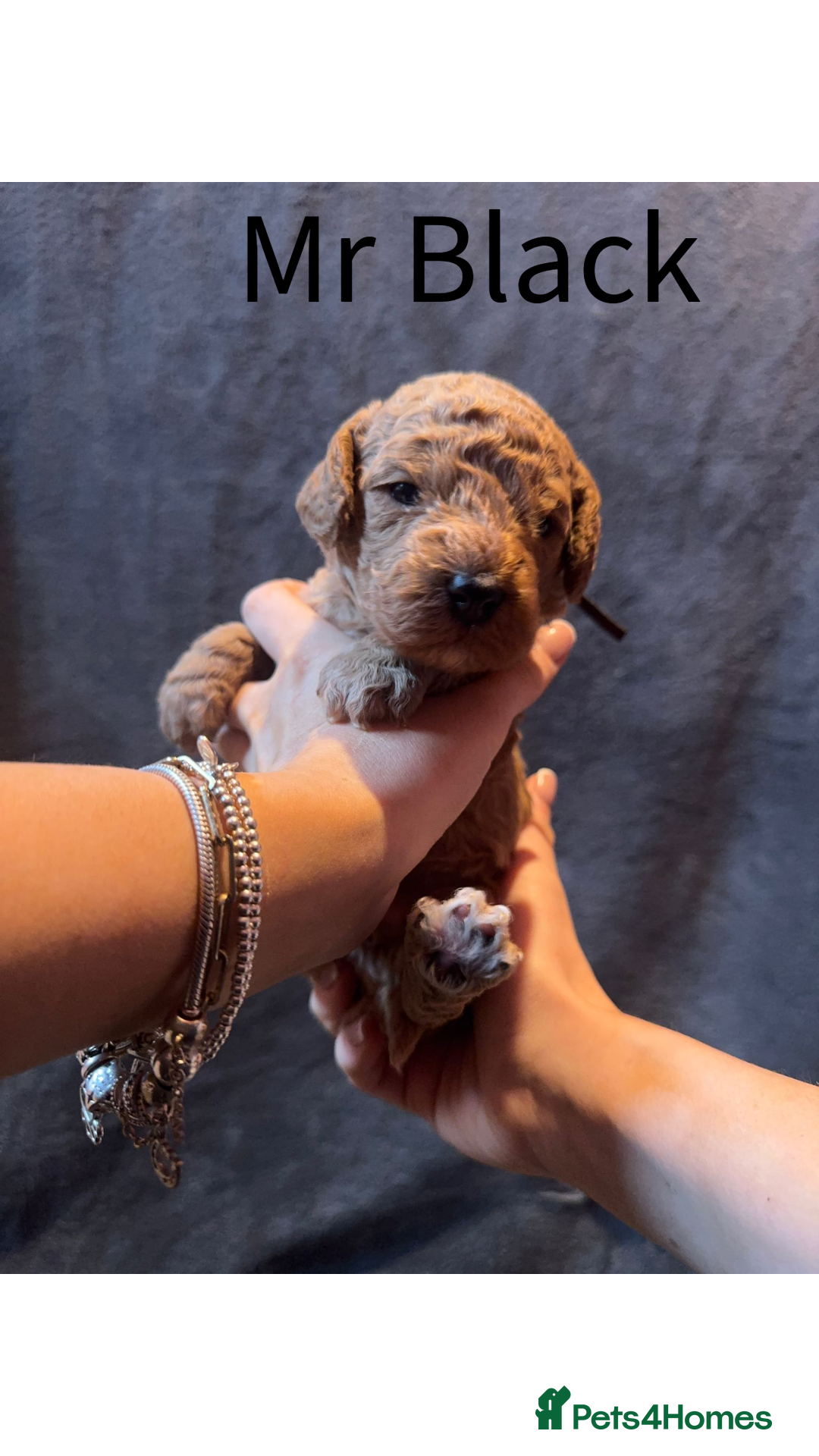Australian Labradoodle dogs for sale: Extensively health tested Austrailian Labradoodles - Advert 20