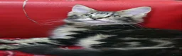 Maine Coon cats for sale: Maine coon kittens pure American Maine coon  - Advert 3