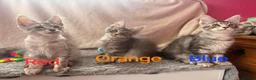Maine Coon cats for sale: Maine Coon Kittens 🌟Tica Registered  - Advert 14