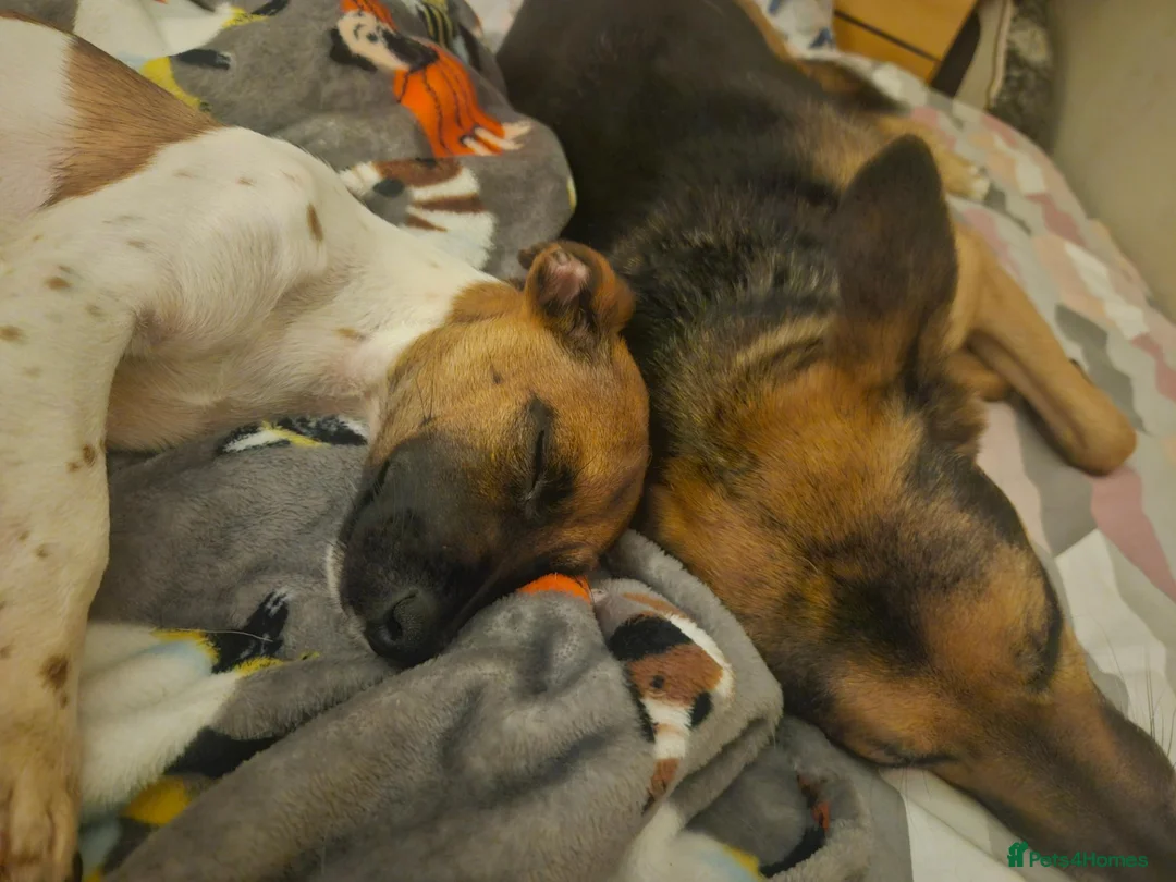 Jack Russell dogs for stud: For Stud in Liverpool - Advert 2