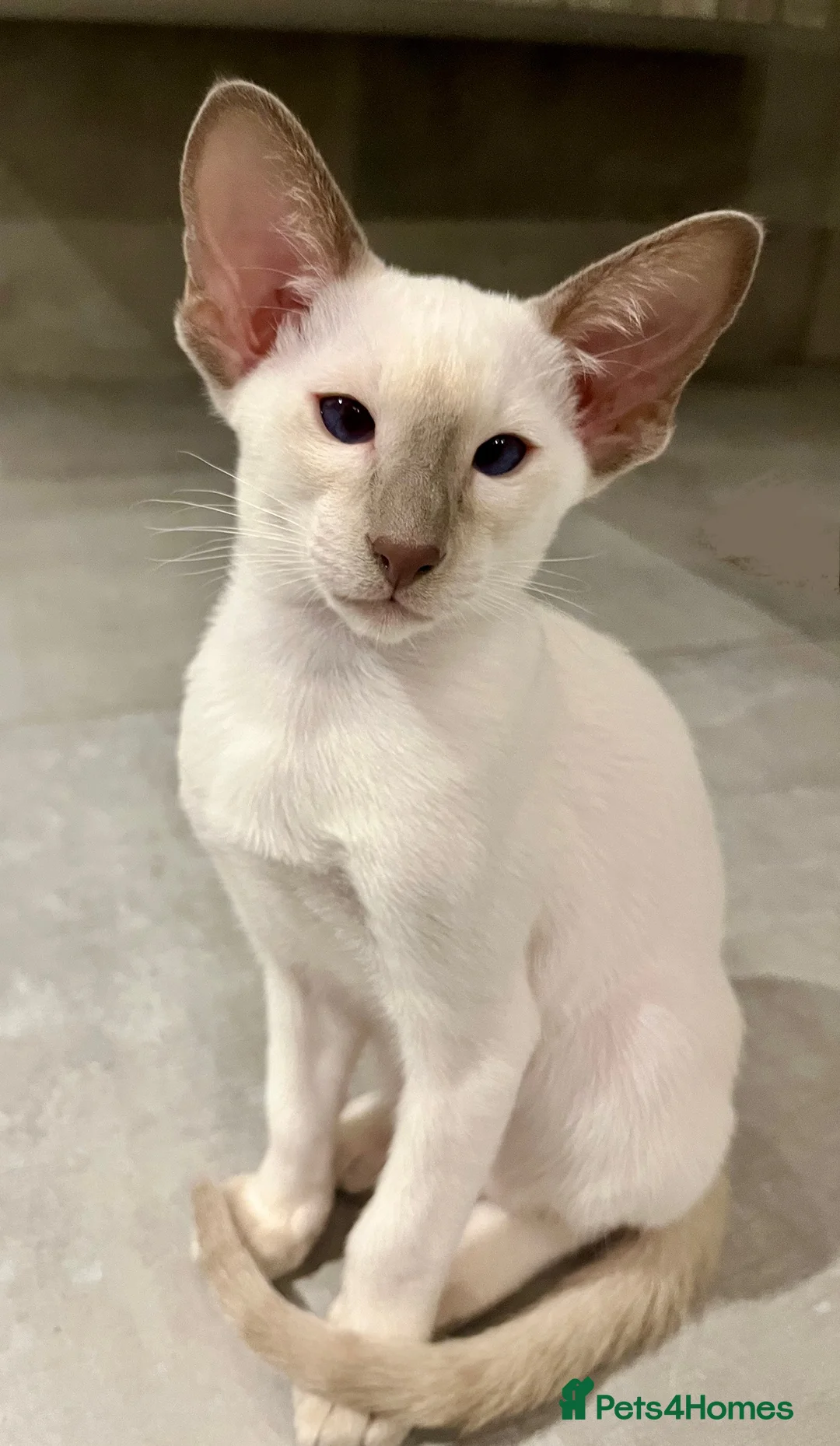 Siamese cats for sale: Supreme Pedigree Siamese kittens GCCF registered  - Advert 21