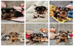 Yorkshire Terrier dogs for sale: 6 beautiful yorkie puppies - Image 1
