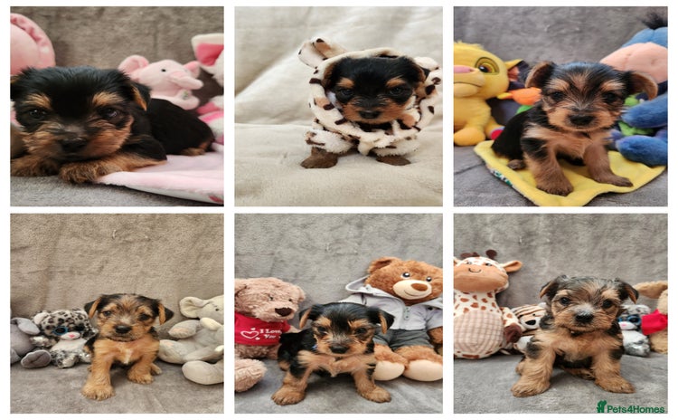 Yorkshire Terrier dogs - Advert 3