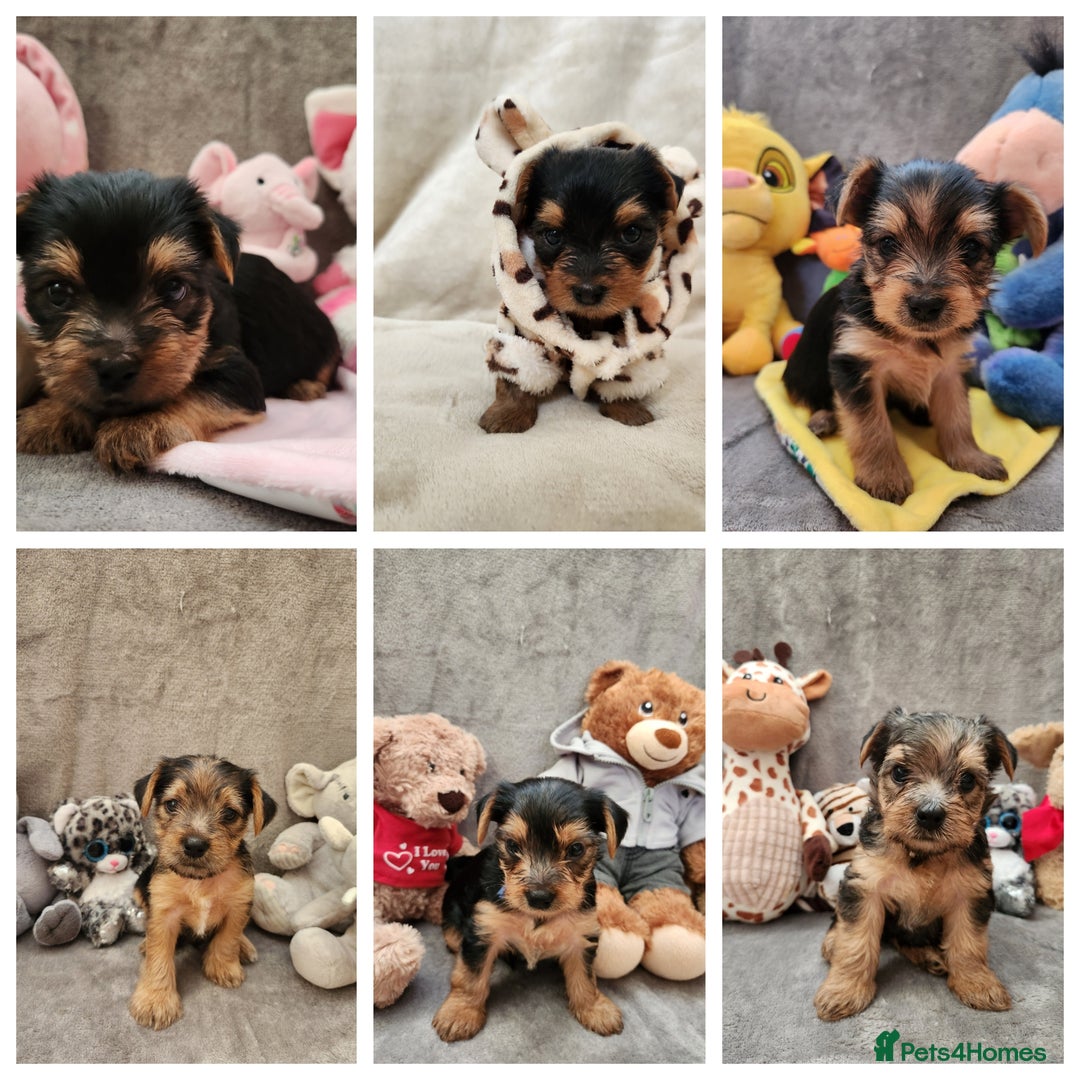 Yorkshire Terrier dogs for sale: 6 beautiful yorkie puppies - Image 1