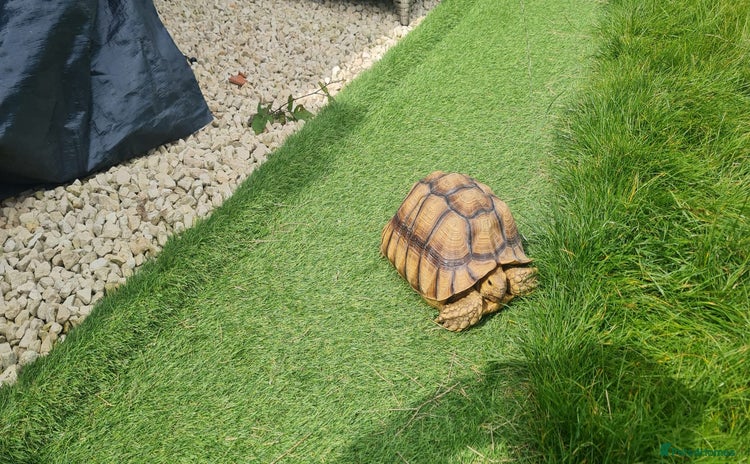 Tortoise reptiles - Advert 1