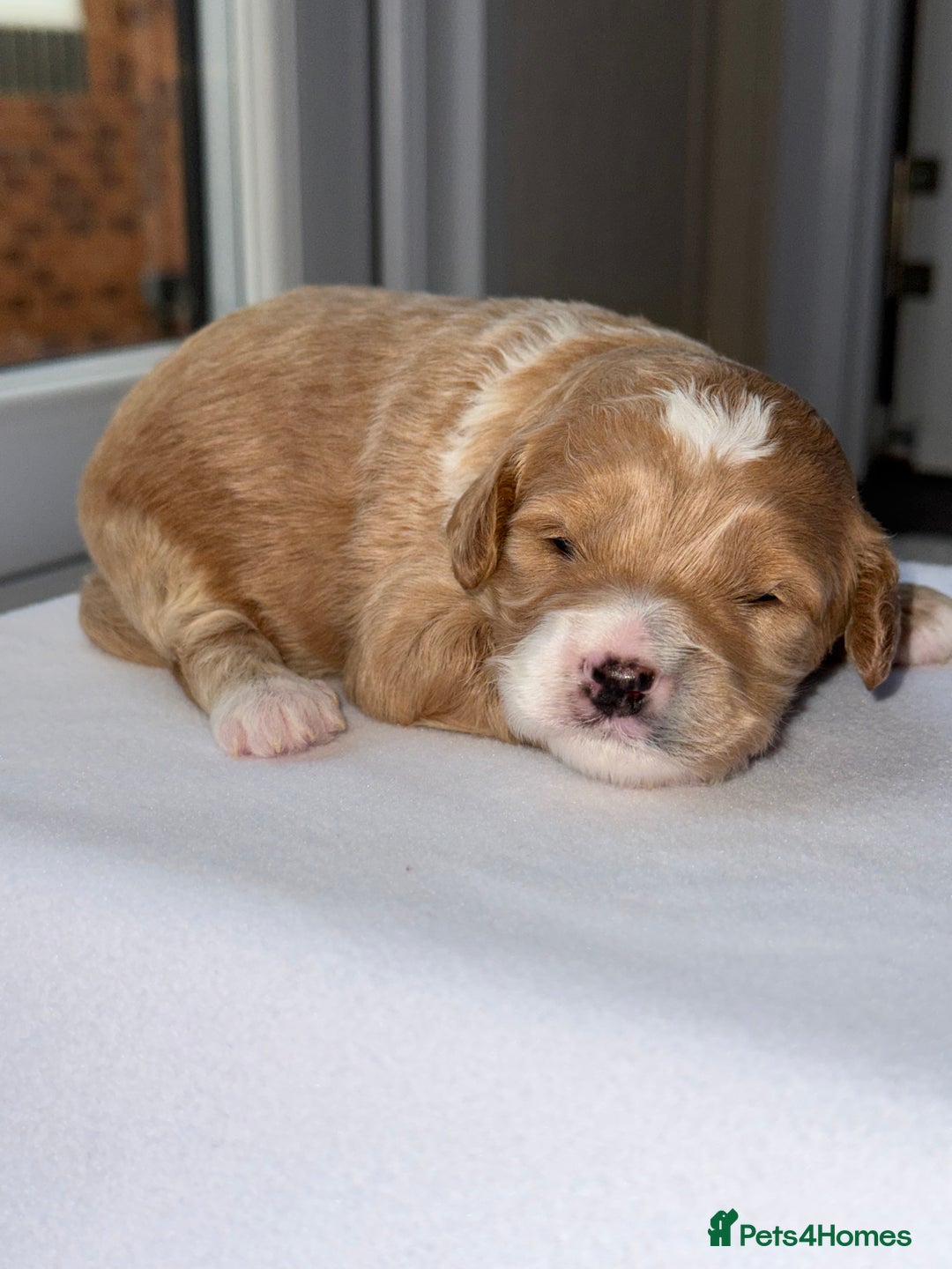 Cockapoo dogs for sale: F1B TOY COCKAPOO’S - Advert 15