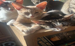 Mixed Breed cats for sale: Beautiful mixed kittens  - Image 26