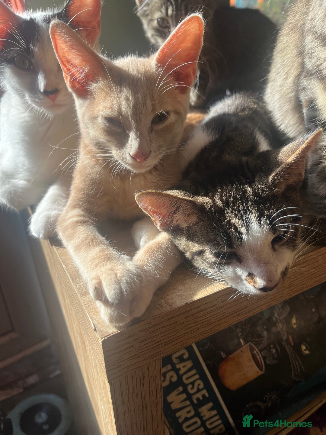 Mixed Breed cats for sale: Beautiful mixed kittens  - Image 26