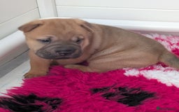 Shar Pei dogs for sale: Shar pei puppies  - Image 5