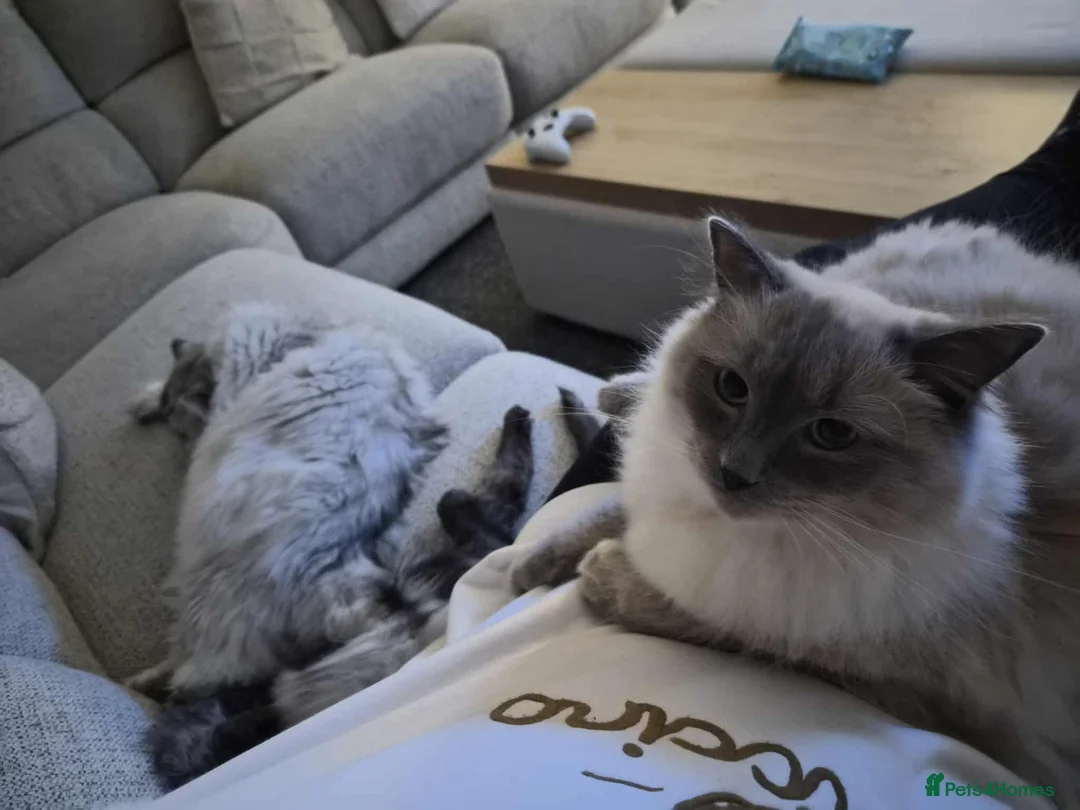 Mixed Breed cats for sale: Mainecoon kitten - Advert 12