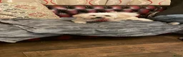 Lhasa Apso dogs for adoption: Emmy needs a loving home  - Advert 5