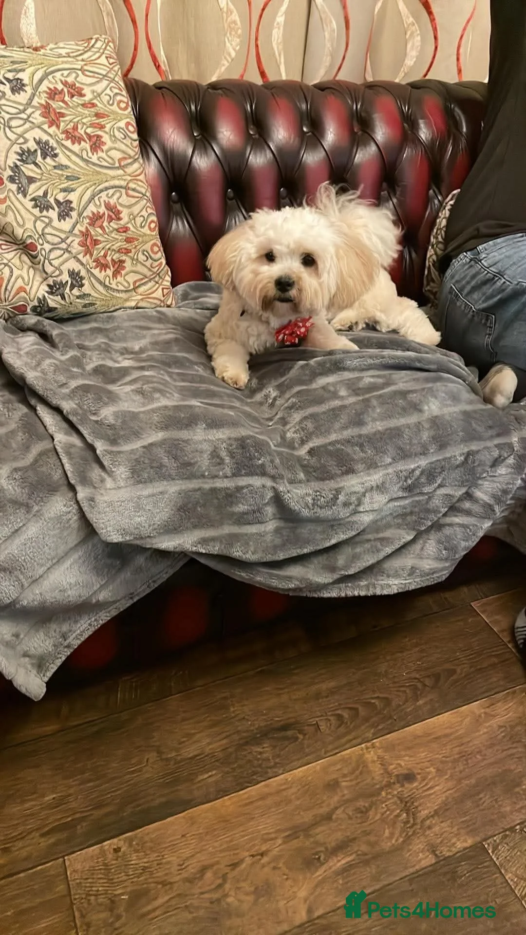 Lhasa Apso dogs for adoption: Emmy needs a loving home  - Advert 5