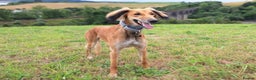 Mixed Breed dogs for sale: Saluki x whippet male  - Advert 1