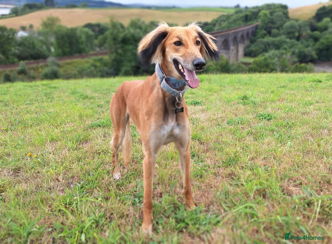 Mixed Breed dogs for sale: Saluki x whippet male  - Advert 1