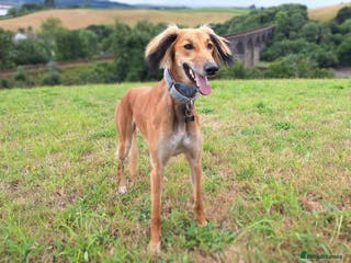 Mixed Breed dogs Saluki x whippet male - Advert 5