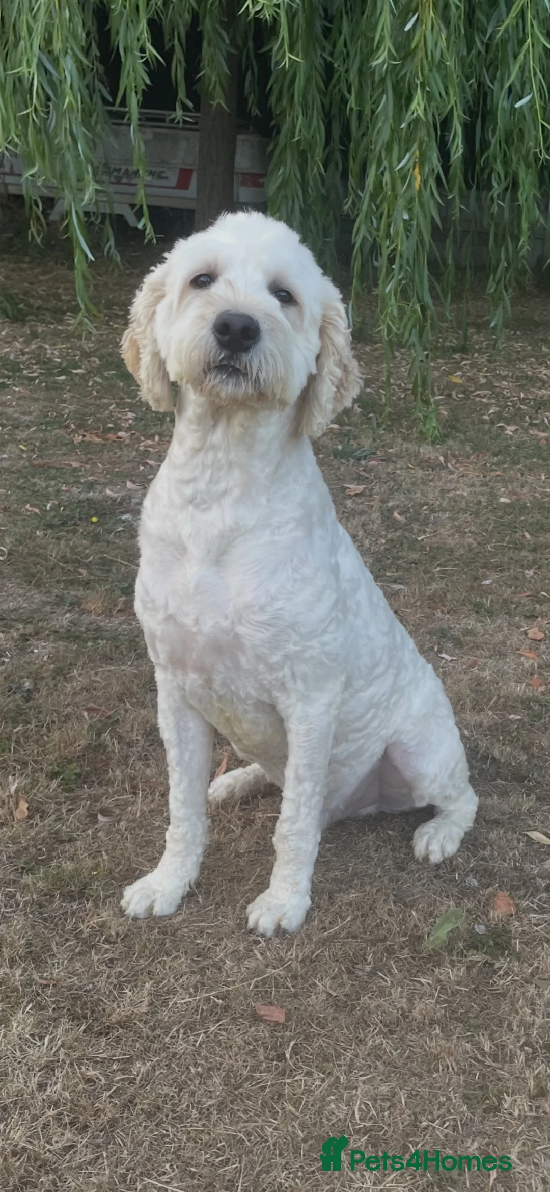 Goldendoodle dogs for stud: Goldendoodle stud Freddie - Advert 2