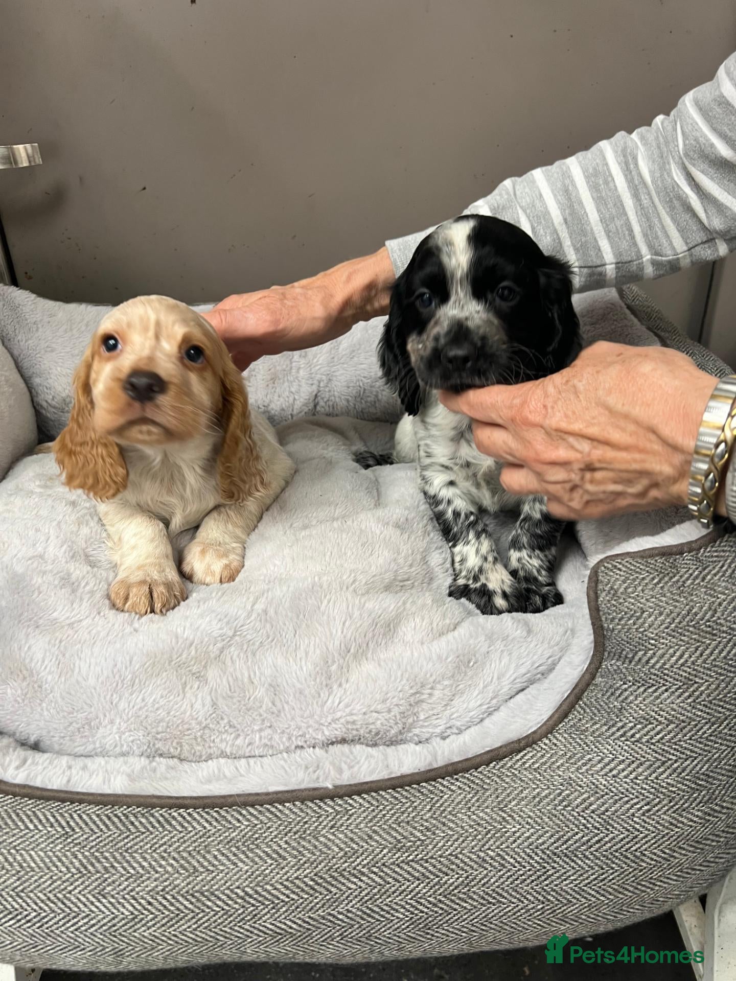Cocker Spaniel dogs Top Quality KC Reg Roan working cocker puppies - Advert 2