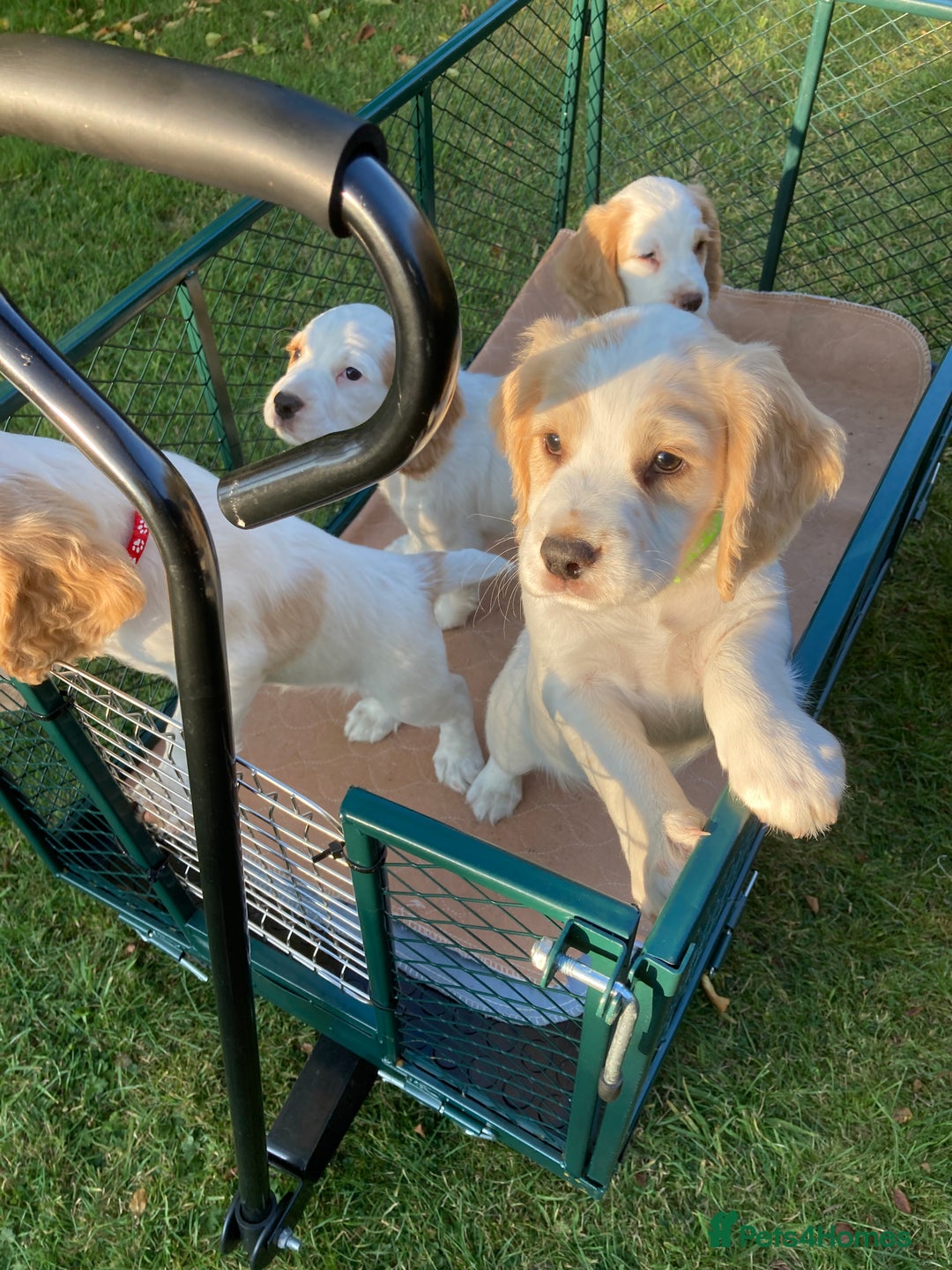 Cocker Spaniel dogs for sale: Cocker Spaniels, working type, KC reg, DNA clear - Image 5
