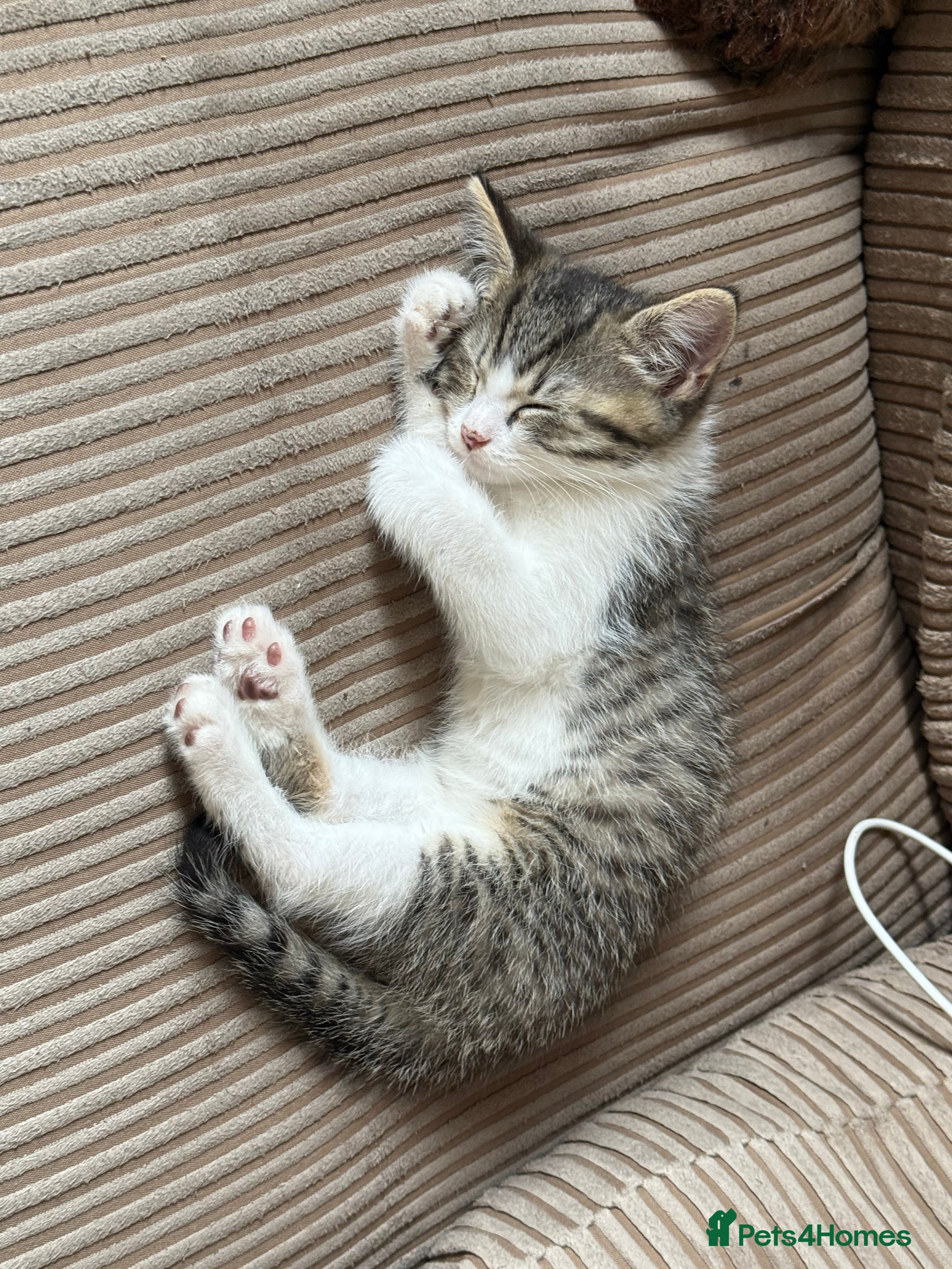 Mixed Breed cats Diddle  - Advert 4
