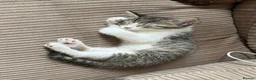 Mixed Breed cats for sale: Diddle  - Advert 1