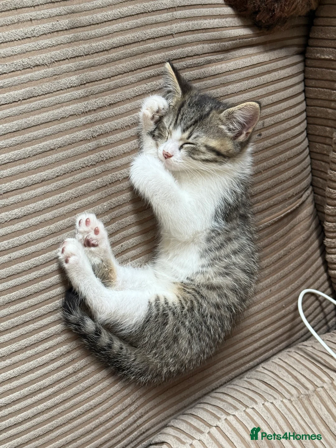 Mixed Breed cats for sale: Diddle  - Advert 1