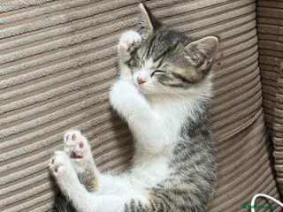 Mixed Breed cats Diddle - Advert 1