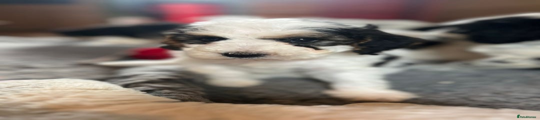 Cockapoo Puppy 6