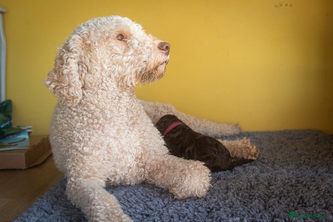Lagotto Romagnolo dogs for sale: Lagotto Romagnolo Puppies - Pedigree KC Litter - Image 13