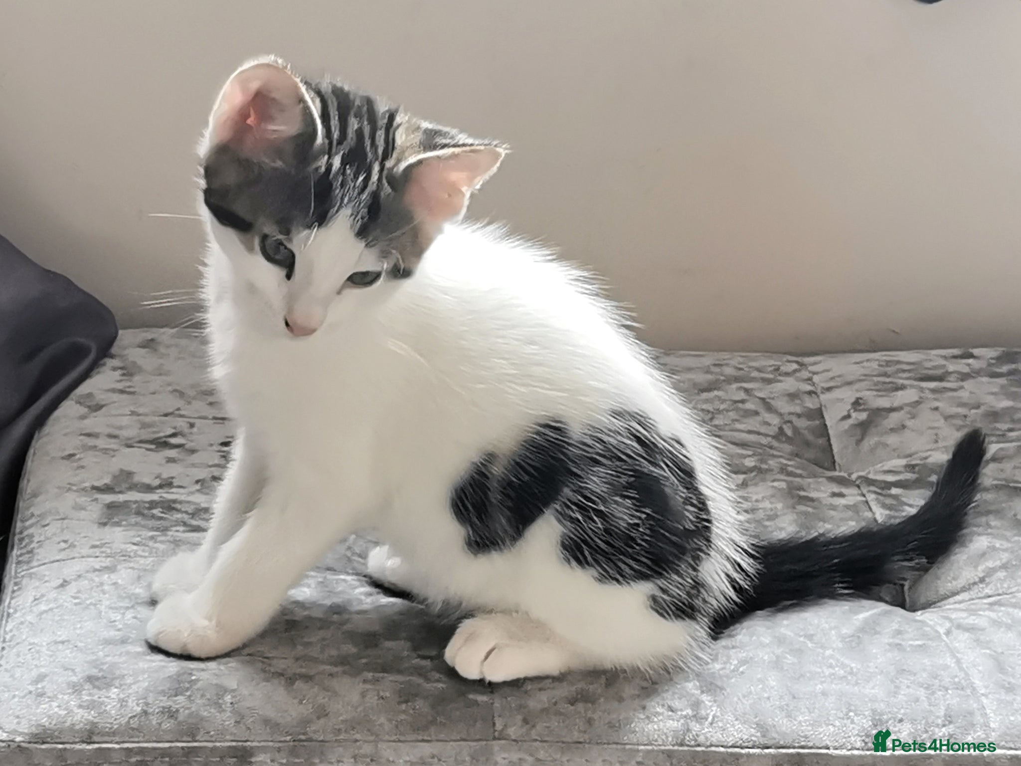 Mixed Breed cats for sale: Gorgeous, sweet natured & very playful kittens in London - Advert 16