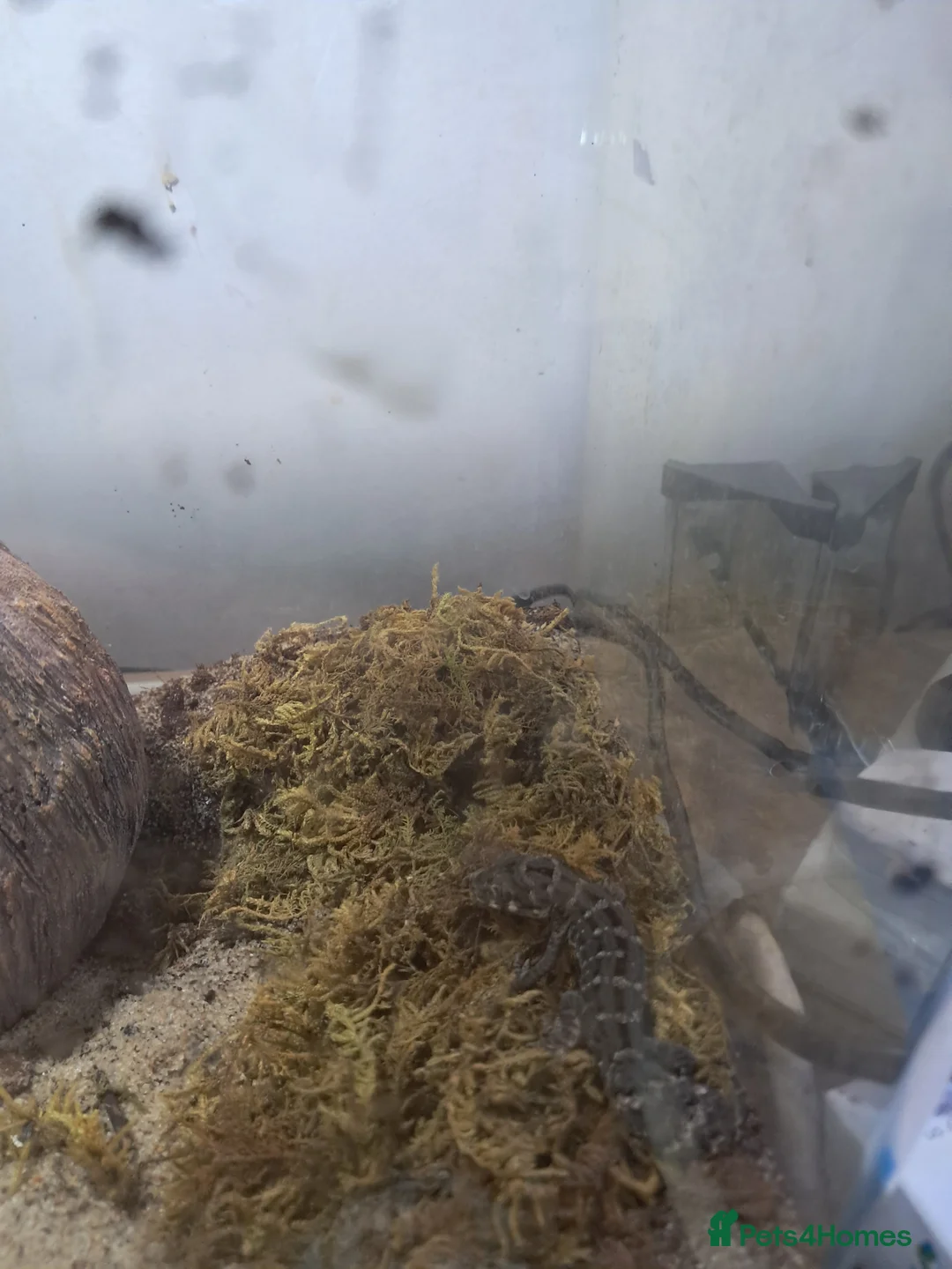 Gecko reptiles for sale: Two viper geckos and tank and uvb bulb and holder - Advert 4