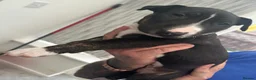 English Bull Terrier dogs for sale: Stunning English bull terrier puppies  - Advert 16