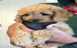Labradoodle dogs for sale: 5* F1B Mini Labradoodles - health tested  - Image 5