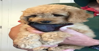 Labradoodle dogs - Advert 4