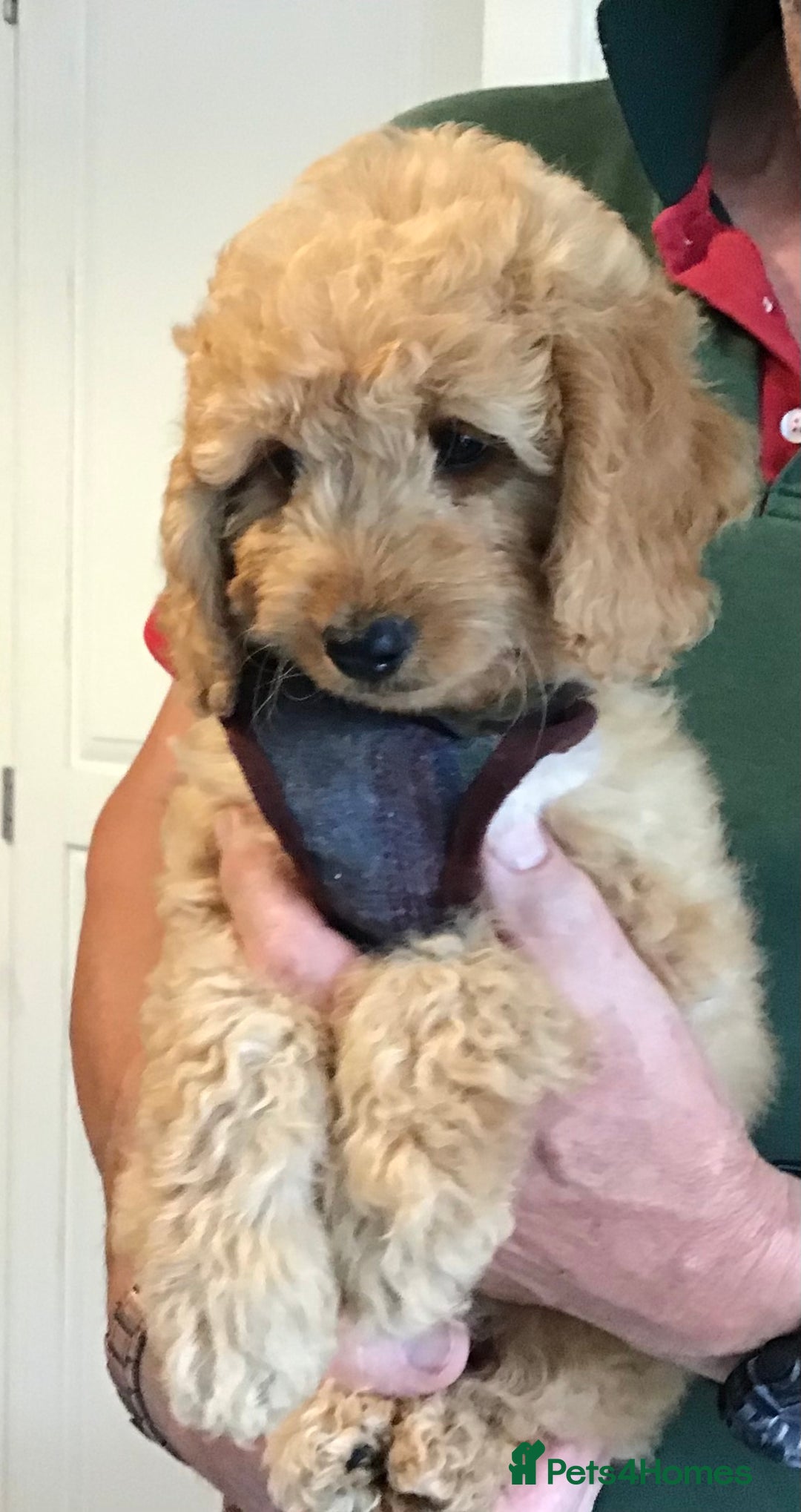 Labradoodle dogs for sale: 5* F1B Mini Labradoodles - health tested  - Image 5