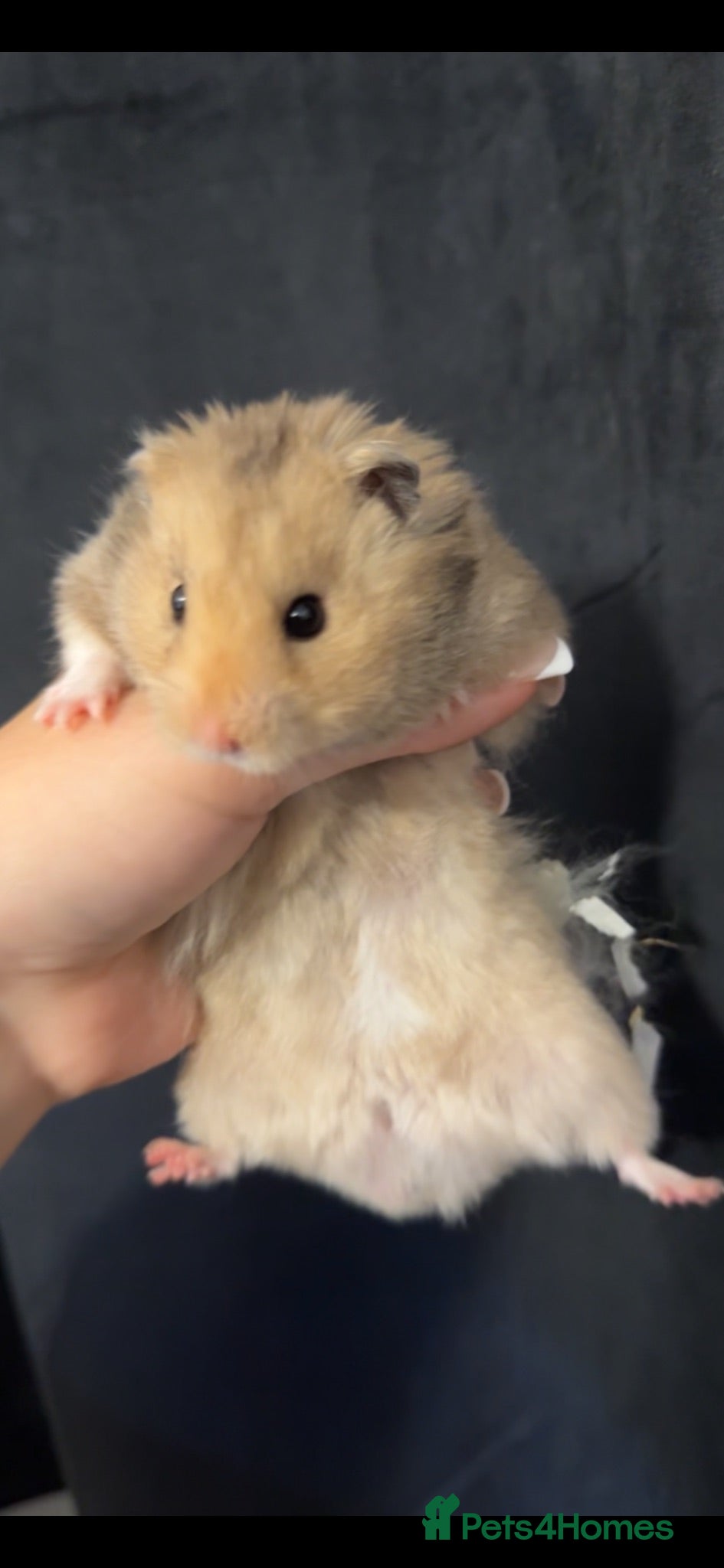 Hamster rodents Syrian hamster  - Advert 1
