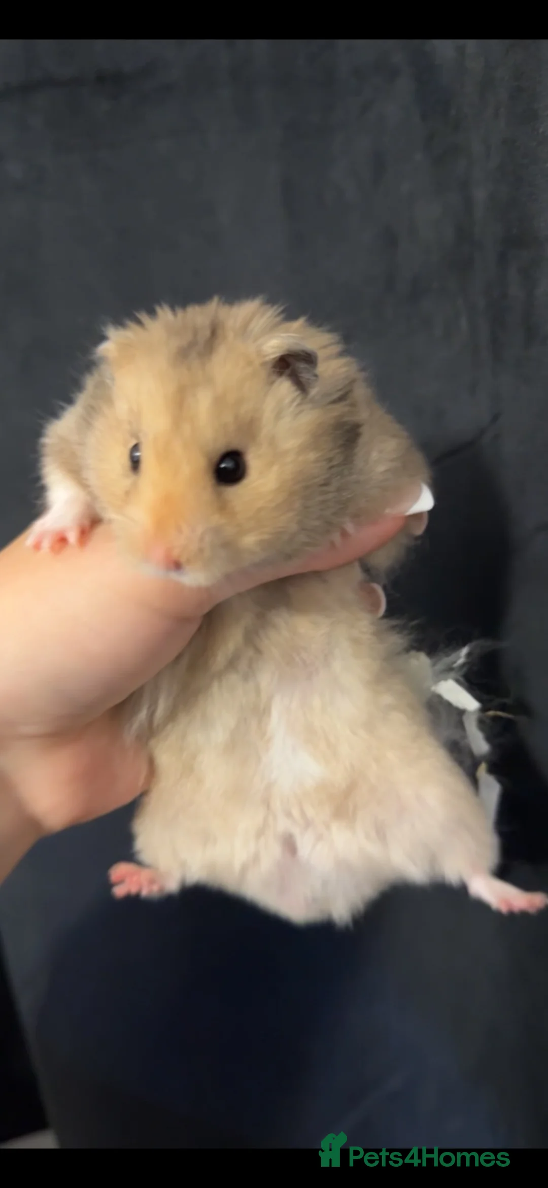 Hamster rodents for sale: Syrian hamster  - Advert 1