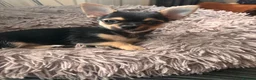 Chihuahua dogs for sale: Chihuahua puppies in Edinburgh - Advert 3