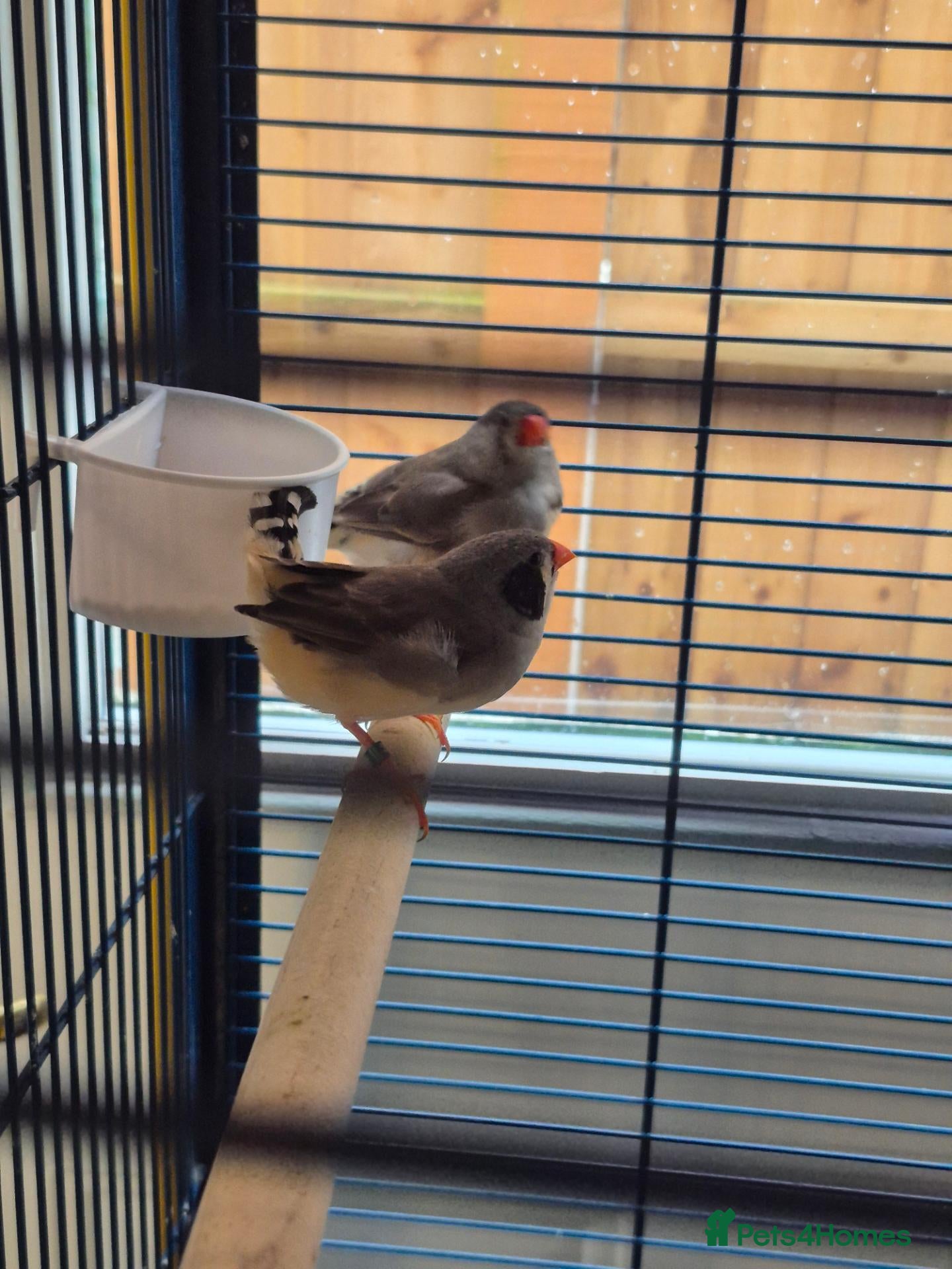 Finches birds Zebra Finch bonded Male & Female pair - Advert 1