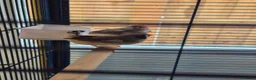 Finches birds for sale: Zebra Finch bonded Male & Female pair in Southminster - Advert 1
