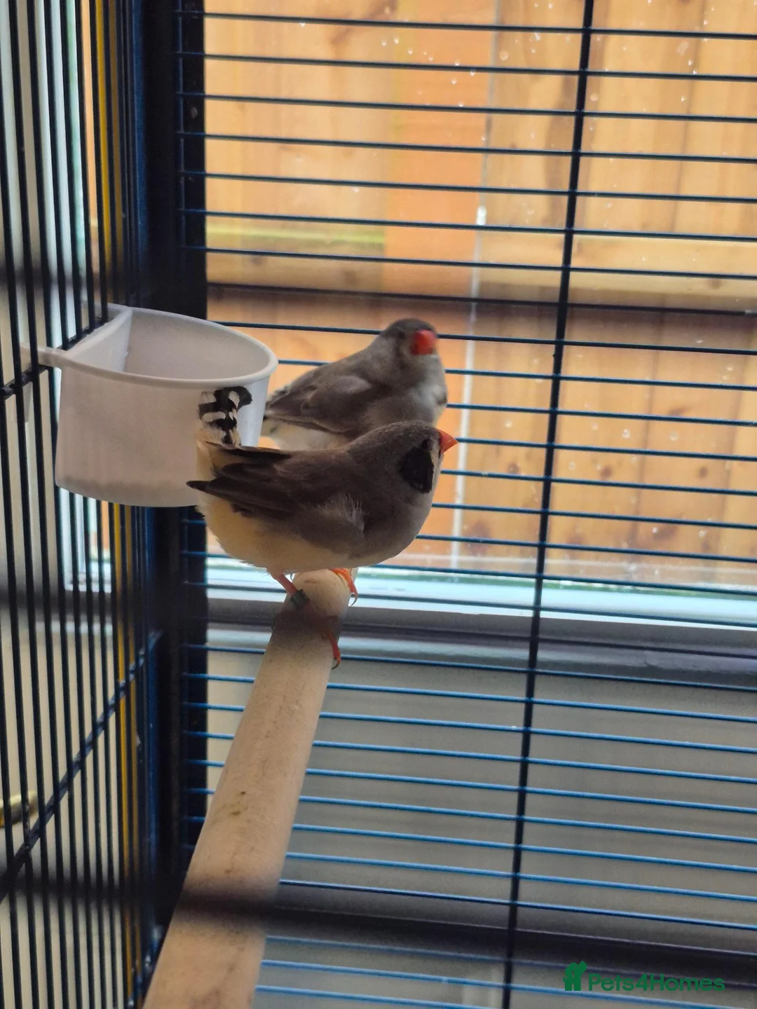 Finches birds for sale: Zebra Finch bonded Male & Female pair in Southminster - Advert 1