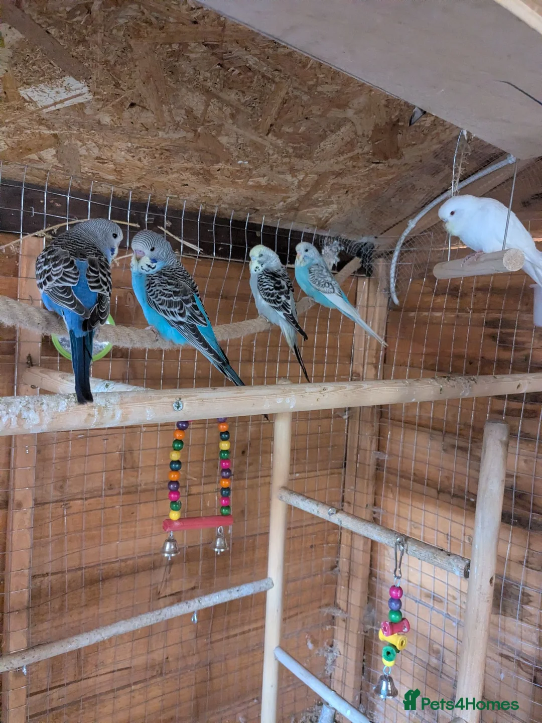 Budgerigars birds for sale: Budgies - Advert 1
