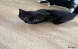 Domestic Shorthair cats for sale: Domestic shorthair - Image 1
