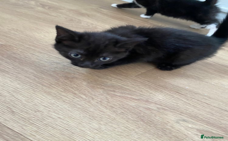 Domestic Shorthair cats - Advert 4