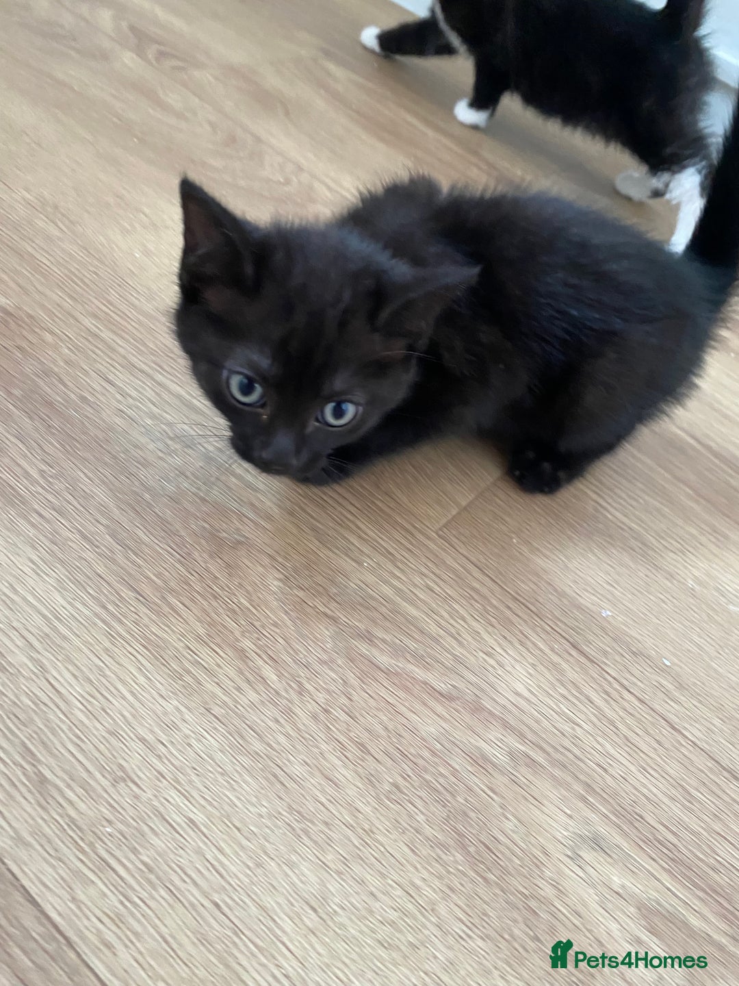 Domestic Shorthair cats for sale: Domestic shorthair - Image 1