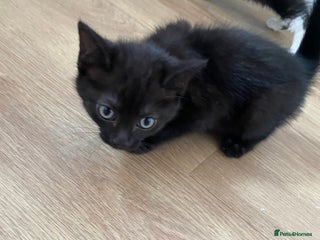 Domestic Shorthair cats - Advert 17