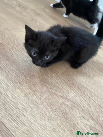 Domestic Shorthair cats - Advert 12
